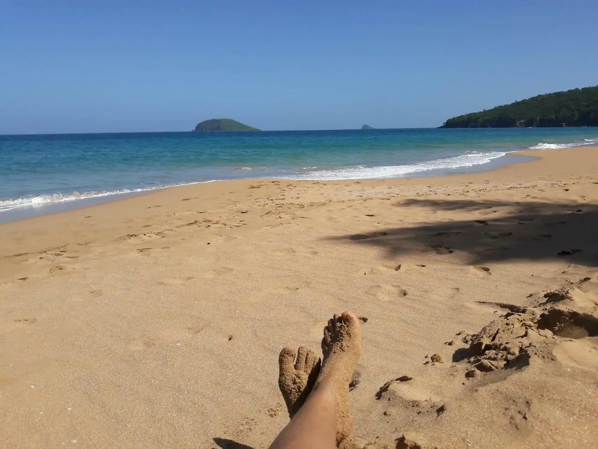 Prune De Coton Deshaies Guadeloupe
